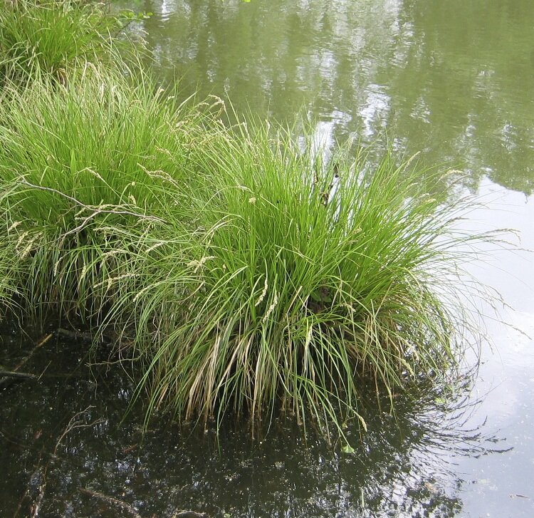 Фото компании Vivai Guardini