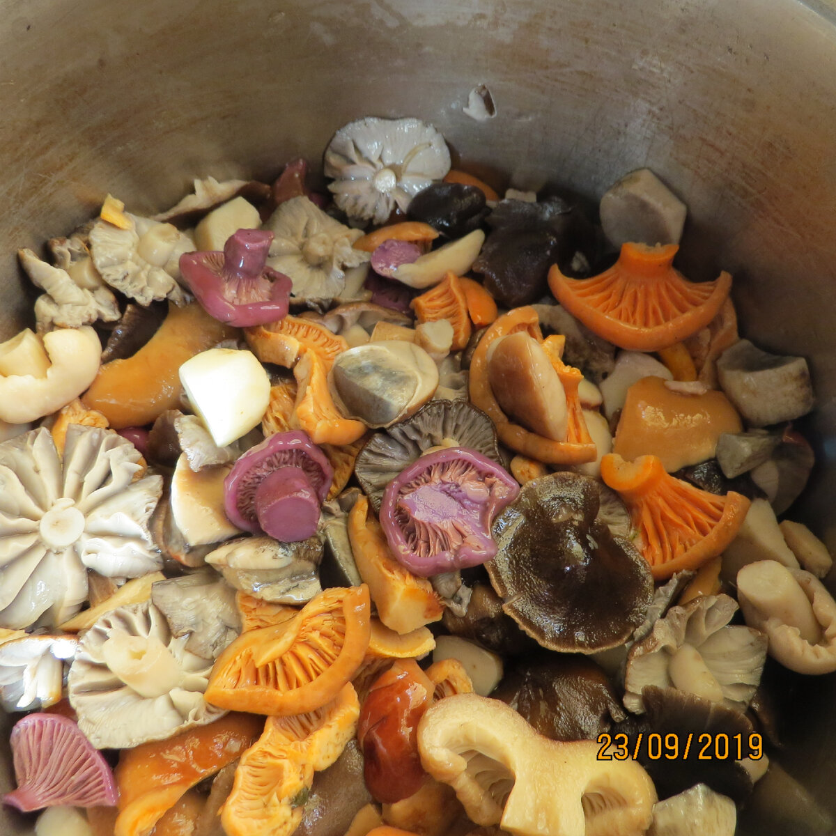 Вот эти розово - фиолетовые и есть мокруха пурпуровая. Фото автора.