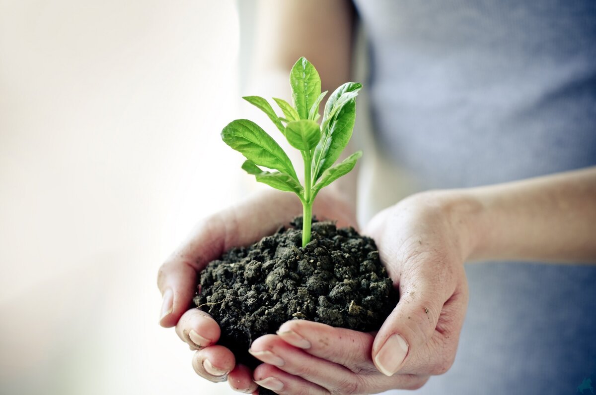 ЭМГумат восстанавливает плодородие почвы и восполняет недостаток микроэлементов