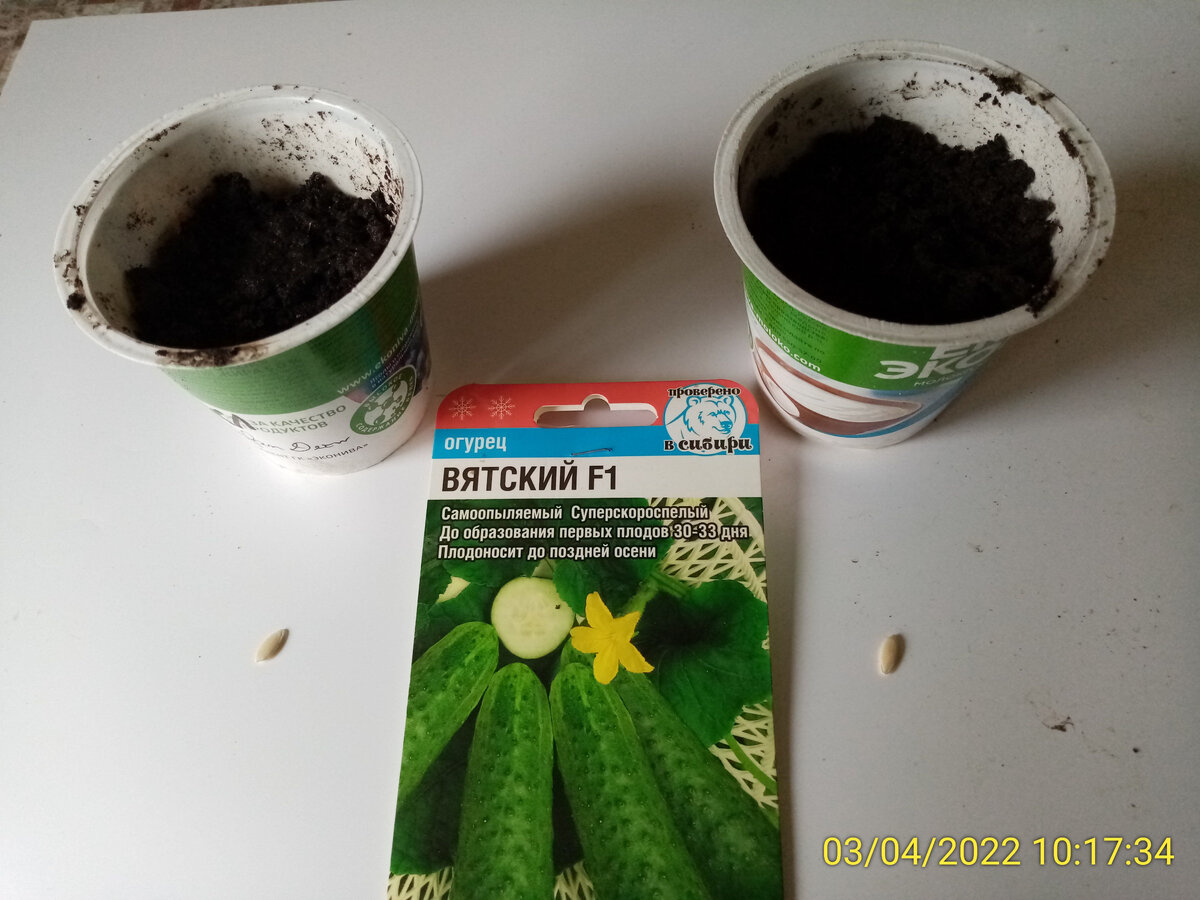 Сегодня и посадил его на рассаду