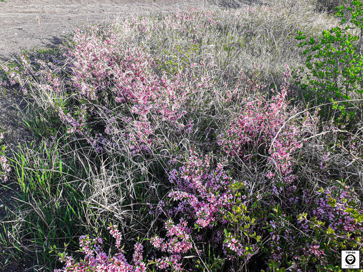 Миндаль Степной (Prunus tenella). Миндаль Степнoй (Prunus tenella или Amygdalus Nana). Миндаль Степной «Fire Hill». Миндаль Степной - 200 (Окс.