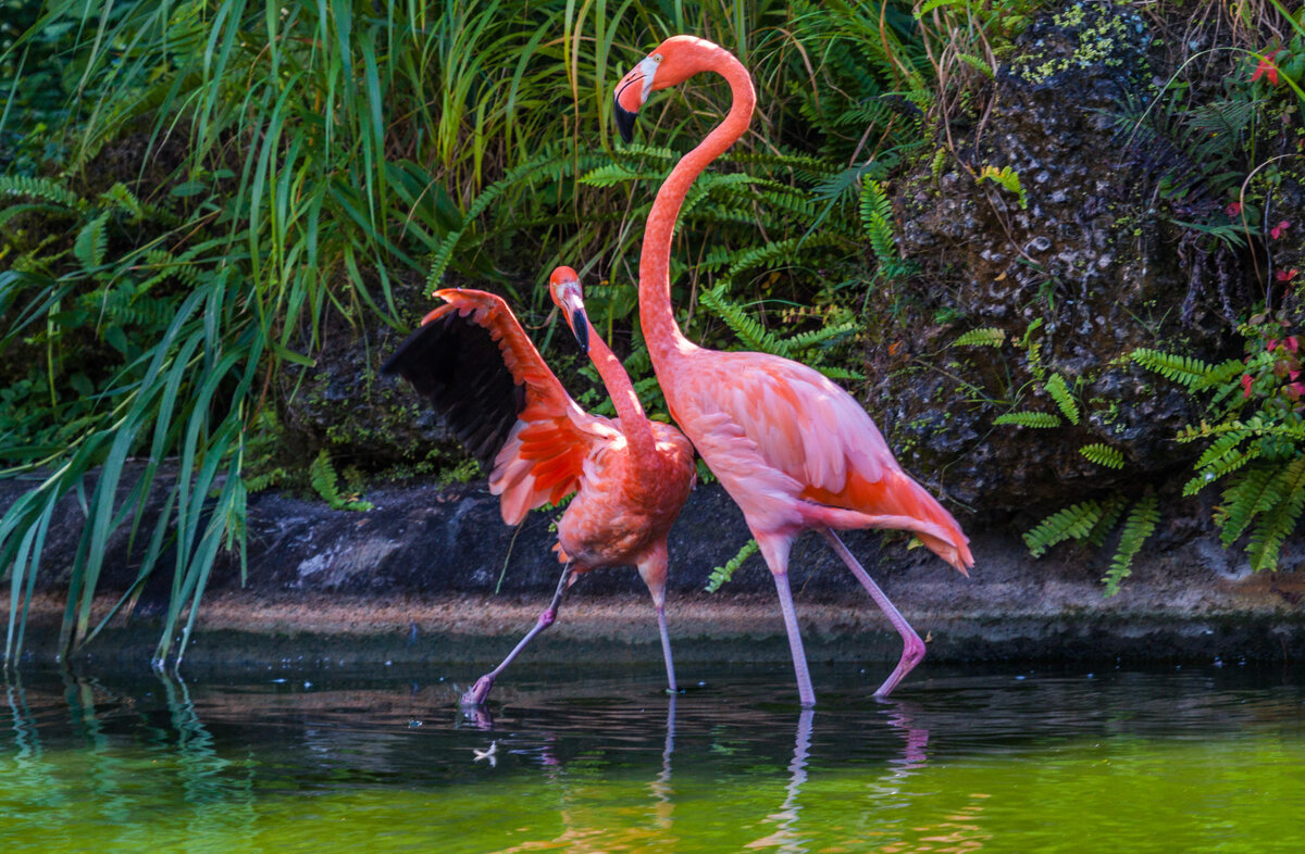 Наелся рачков и танцует, крайне позитивный парень