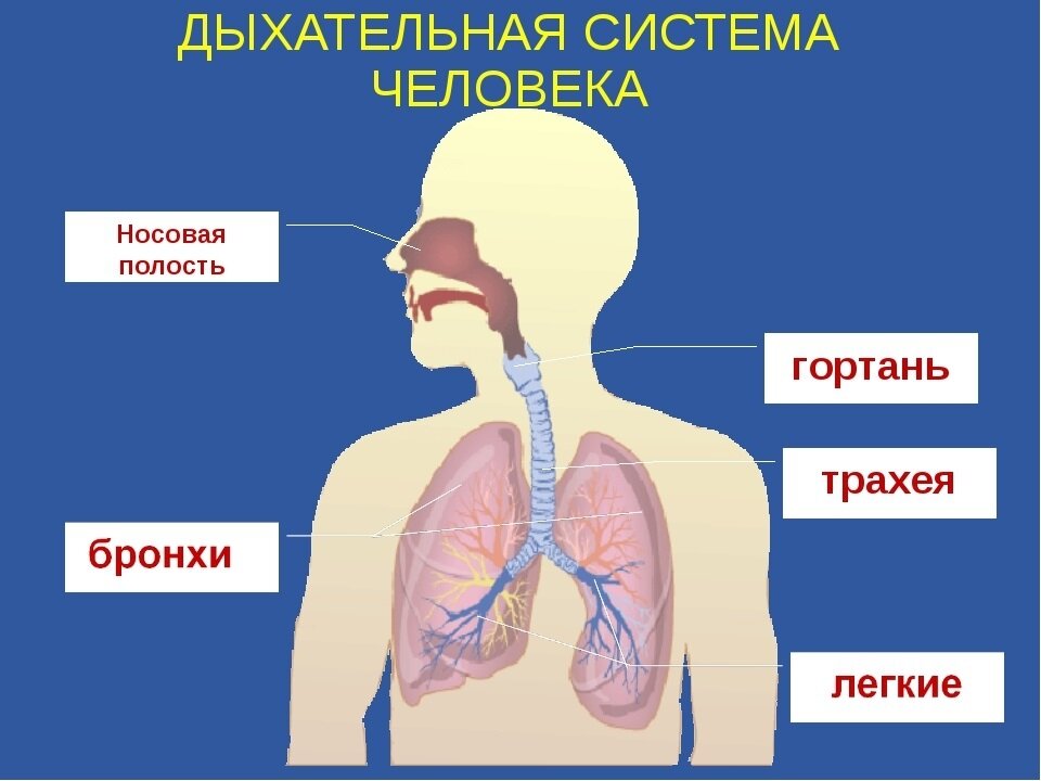 Дыхательная система органов дыхания. Дыхательная система состоит из. Демонстрационная таблица органы дыхания 3 класс. Из чего состоит дыхательная система человека. Органы системы дыхания человека 3 класс.