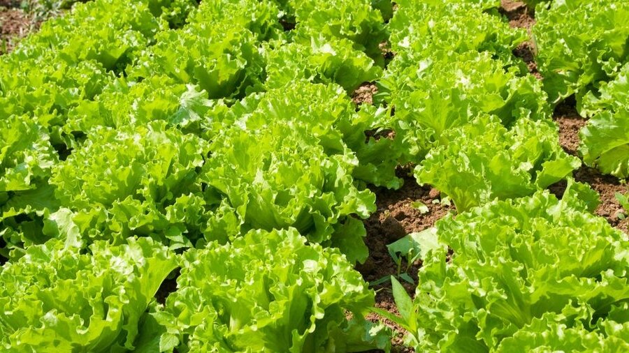 Салат-латук успеет порадовать вас свежими листочками