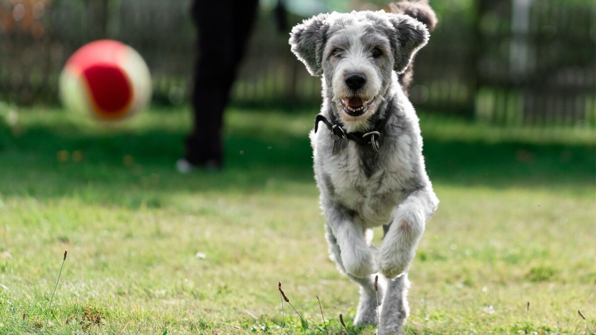 7 факторов, которые продлевают жизнь вашей собаки | Dog Breeds | Дзен