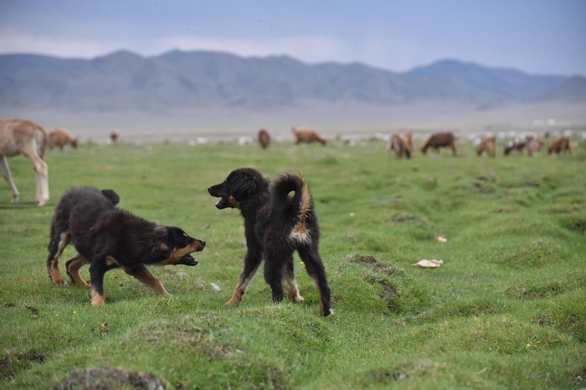 Хотошо прекрасно охраняют стада, однако эти собаки не пасут животных.