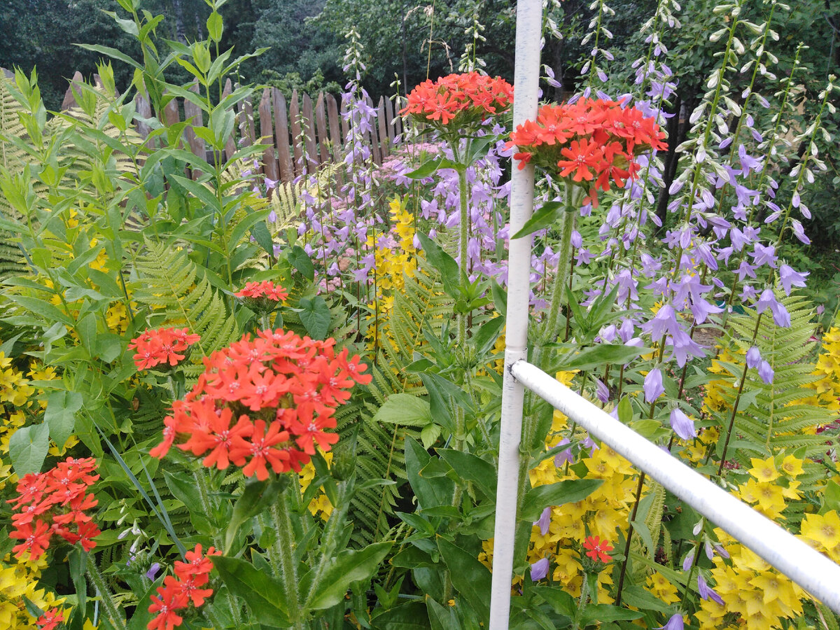 Лихнис халцедонский "Зорька"