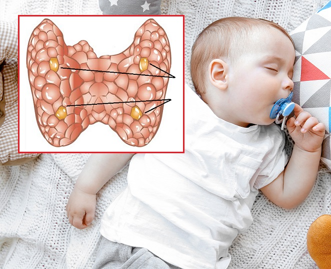 Щитовидная железа у детей 10 лет. Паращитовидная железа у детей. Щитовидная железа новорожденного. Паращитовидная железа у новорожденных. Гипопаратиреоз у новорожденных.