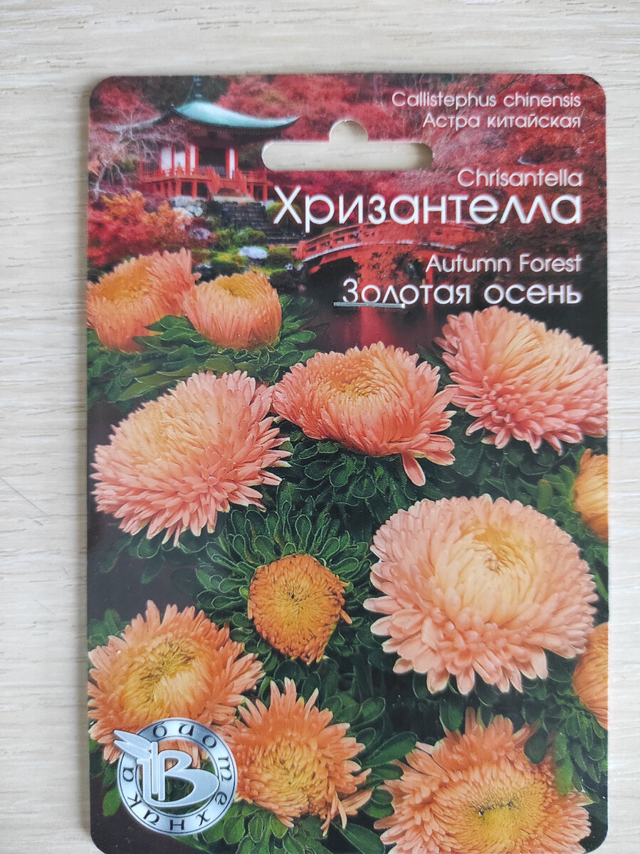 Хризантелла это астра или нет?Истина где-то рядом! | Мой дом, сад и огород  | Дзен