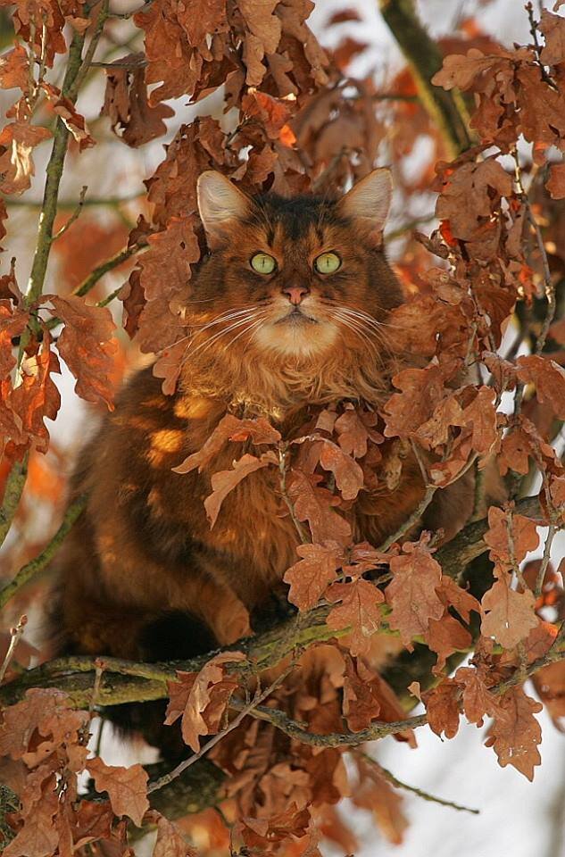 1.  Фотография под названием " Осенний КОТ " / Autumn cat / от немецкого фотографа Вернера Шмайнга /  Autumn cat by Werner Schmäing