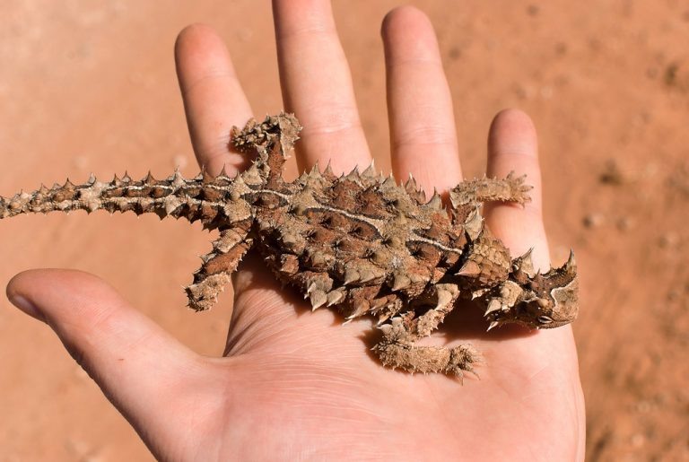 Moloch horridus