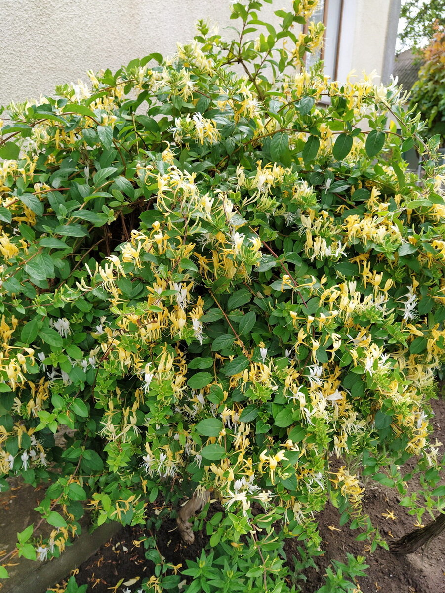Каприфоль жимолость ароматная лиана фото в саду