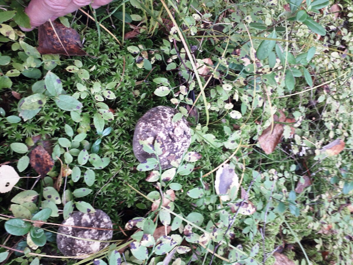 для развития