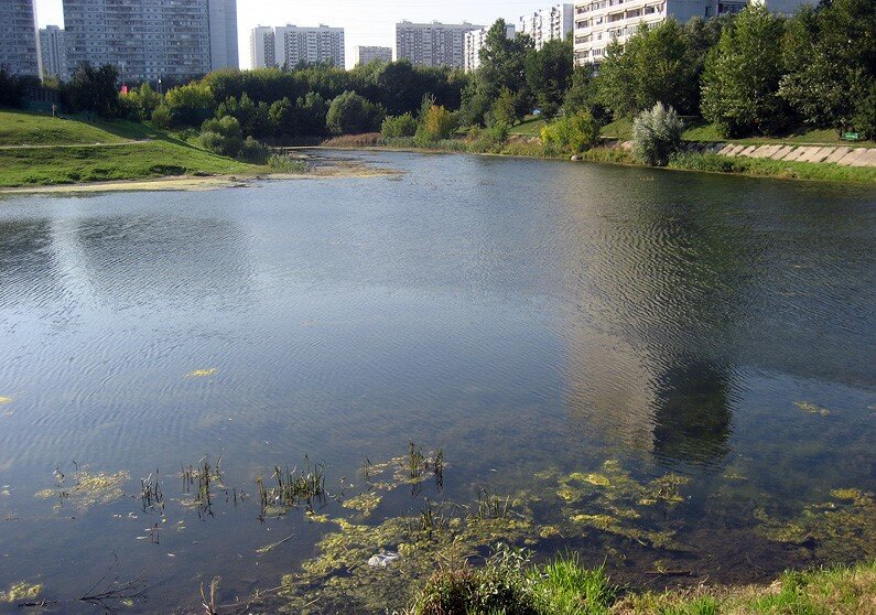 Большой чертановский пруд фото