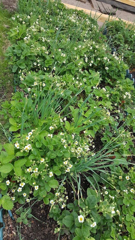 Мое фото. Клубника цветет в конце мая