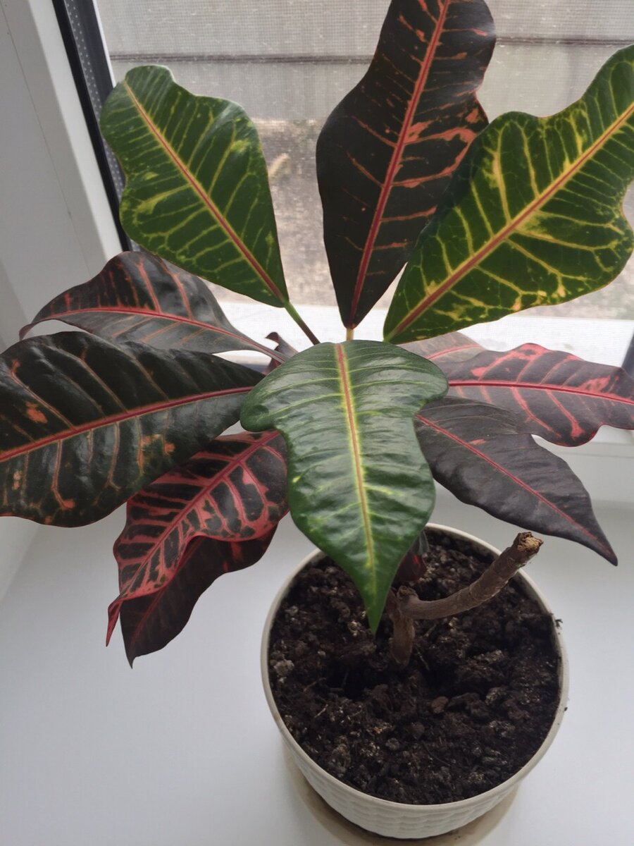 Взрослое растение