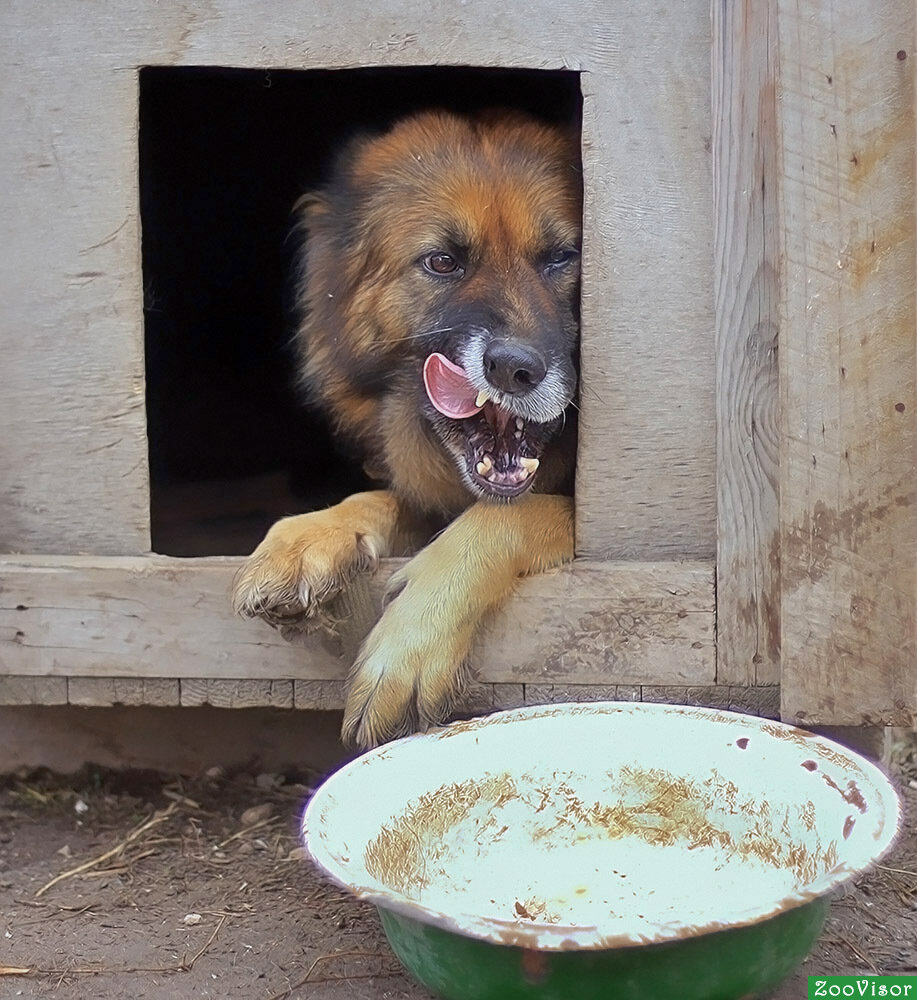 Мистика.  Телепорт. Телепортация. Собака.