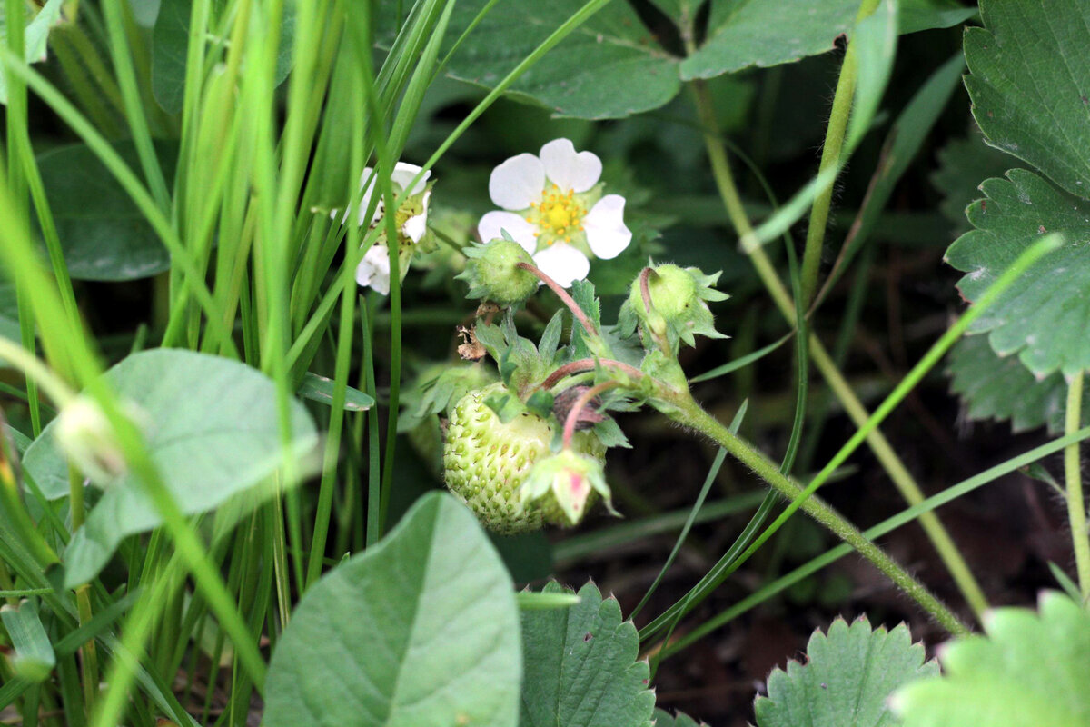 Следом поспеет клубника