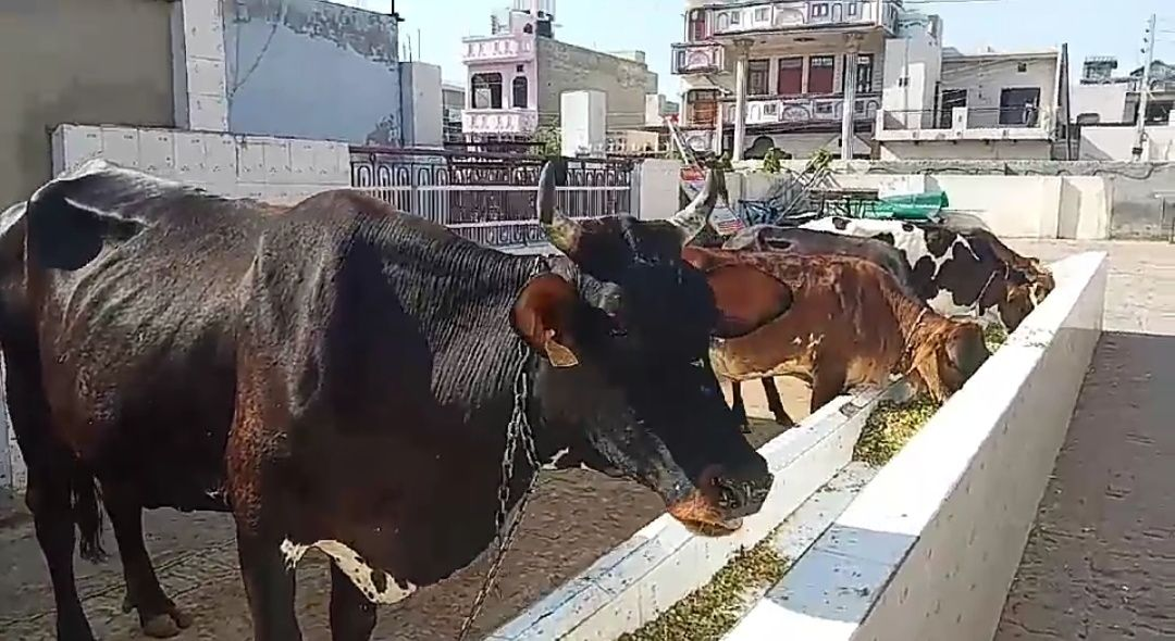 «Holy cow» — священная корова. Как её называют индусы, «gaumata» («гомата»). В переводе с санскрита «gau» значит «корова», «мата» — мать.