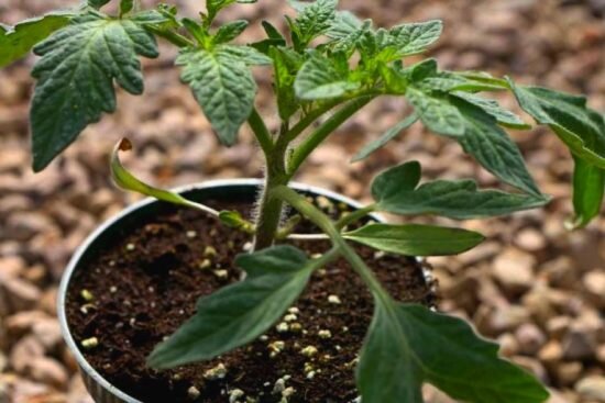 Будем выращивать вот такую рассаду 