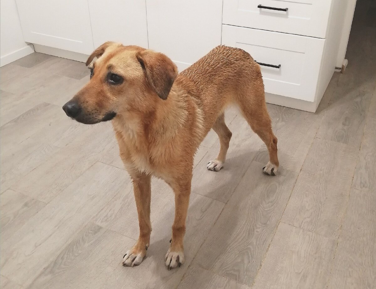 Это Ким из Кожуховского приюта, счастливо живет дома