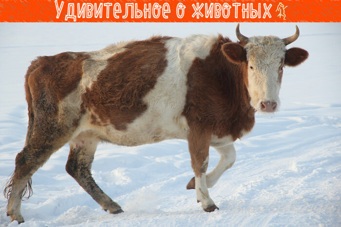 Алтайская лохматая корова