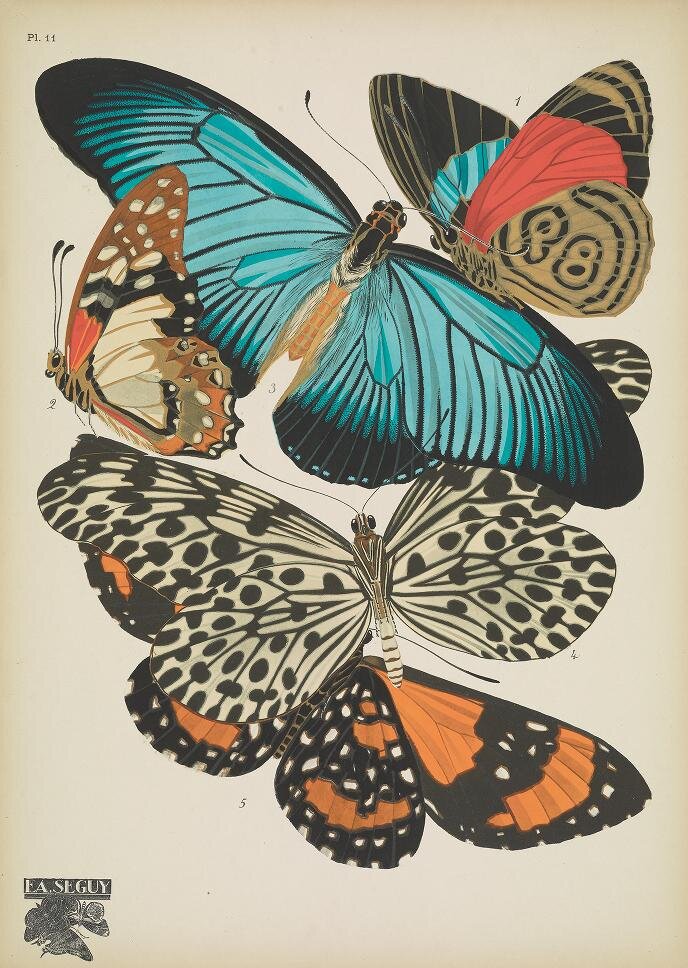 Эмиль-Алан Сеги "Бабочки", 1928. The Biodiversity Heritage Library, официальный сайт - www.bibliotheques-specialisees.paris.fr 