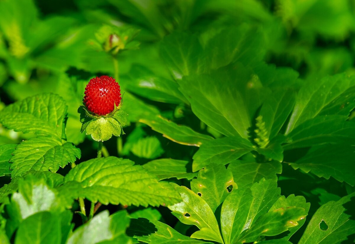 фото из источника  pixabay
