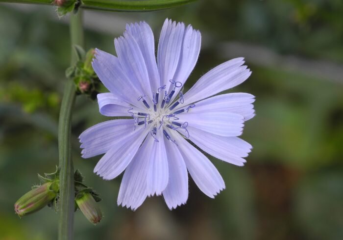 Внешний вид цикория