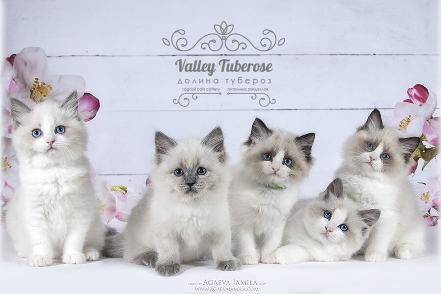 Наши котята рэгдолл, помет L - Лаванда Леонардо, Лика, Лондон и Лада