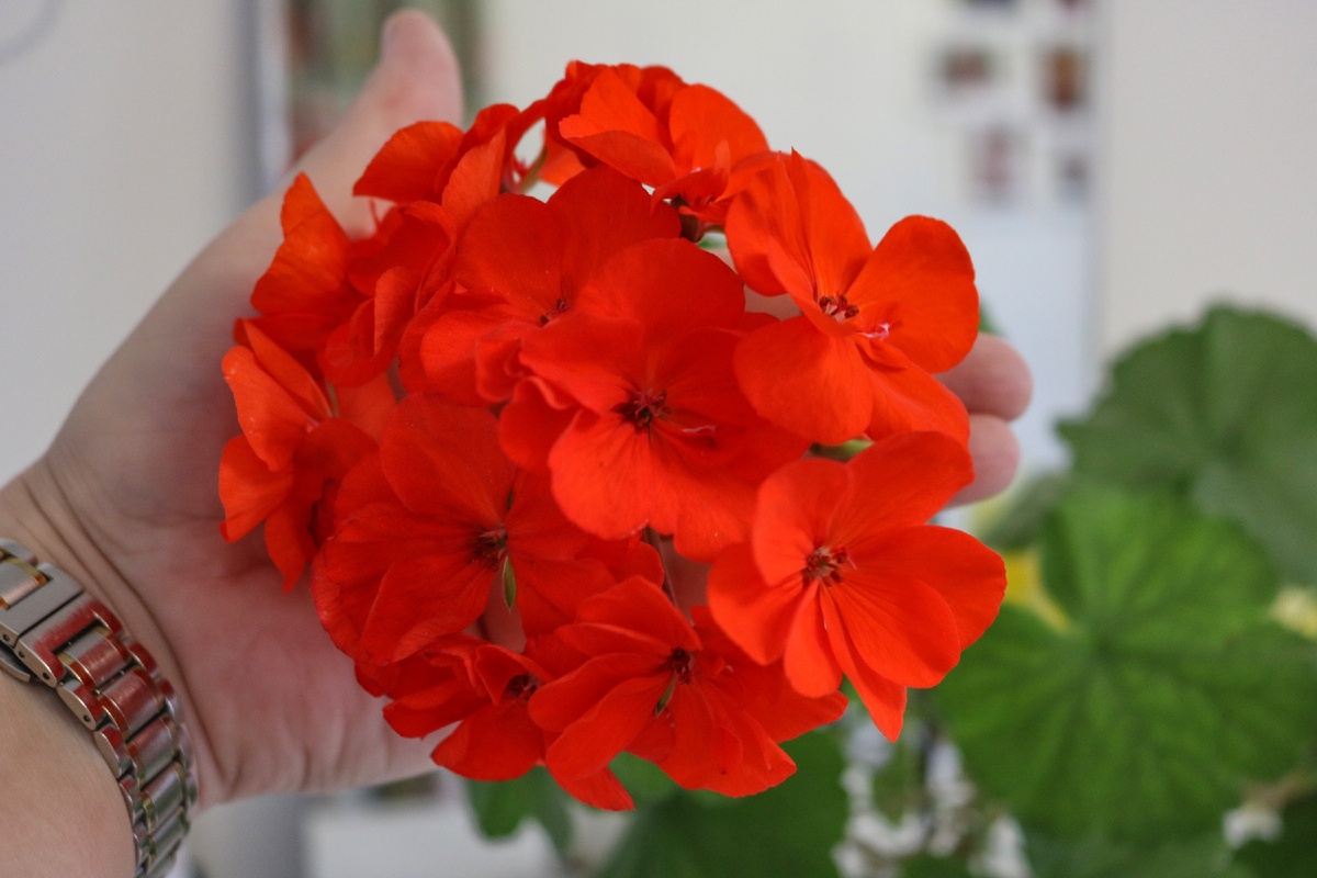 Пеларгония