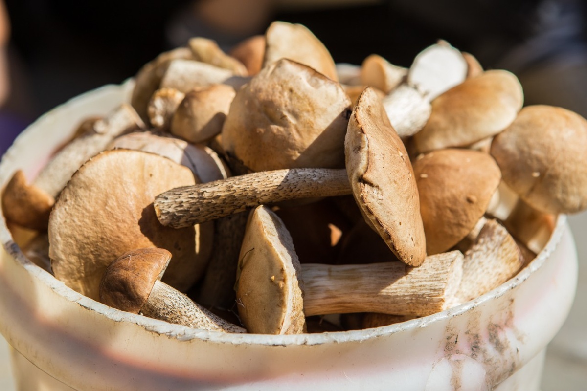 Изображение взято из открытых источников.