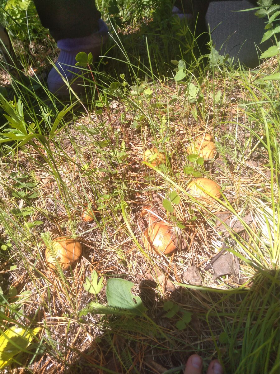 Лесные красавцы