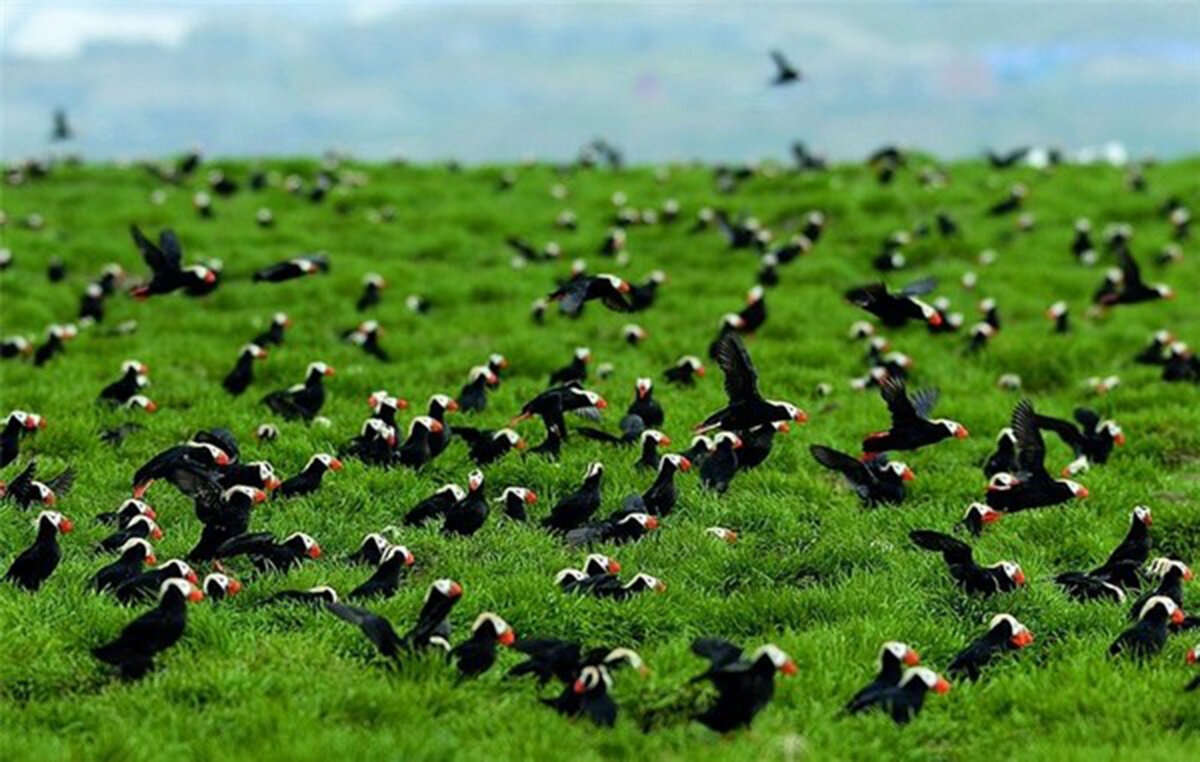 Стая тупиков. Фото: Юрий Артюхин.