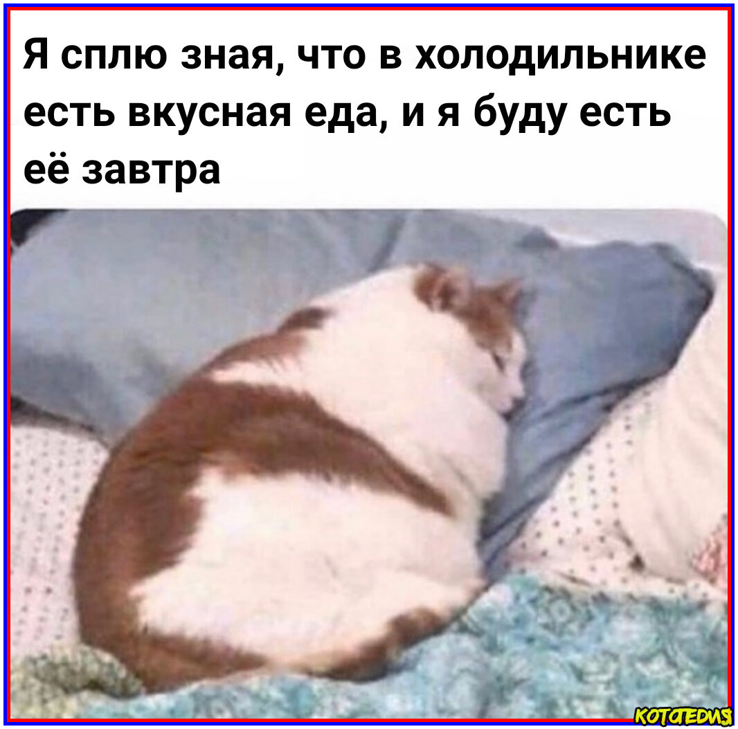 Картинка и мемы про кошки