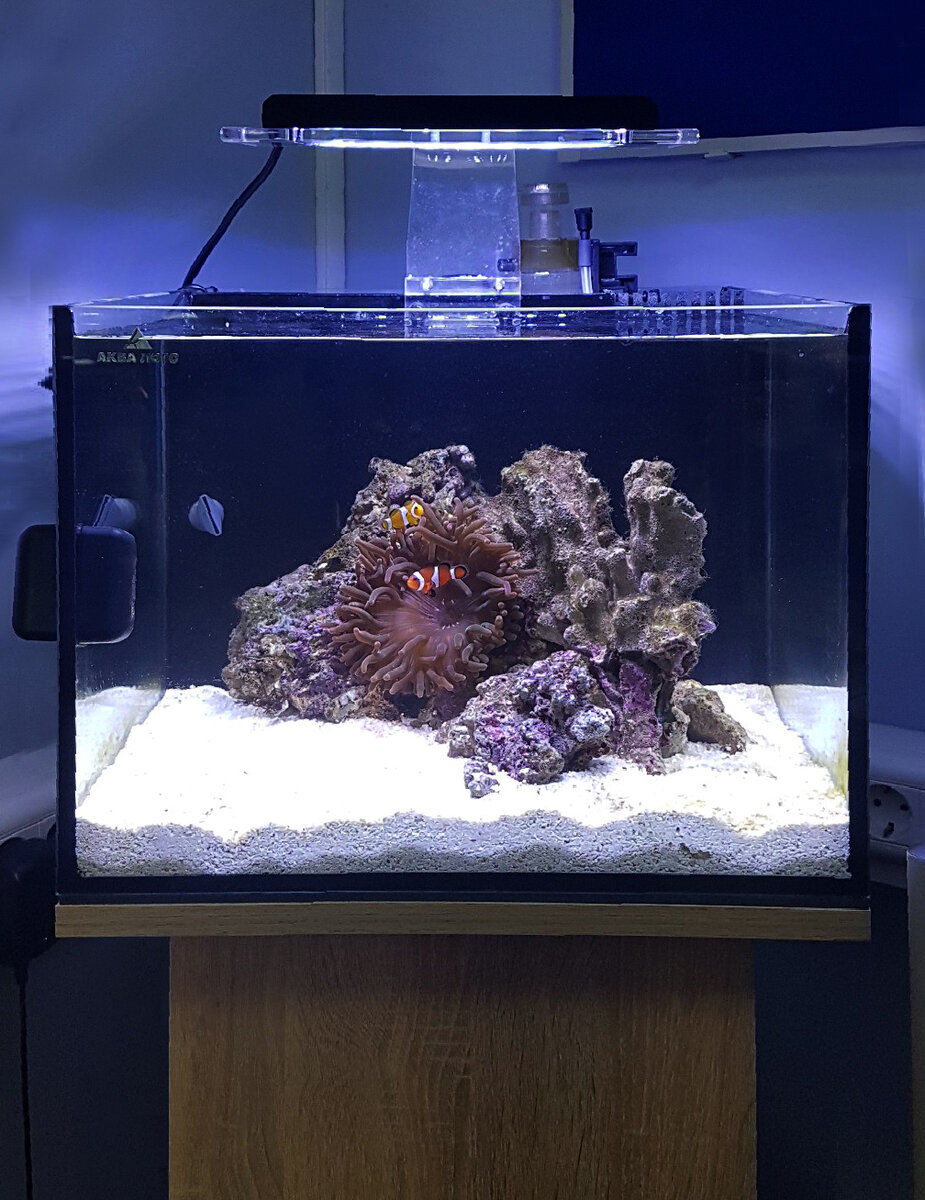 Для каких целей человек создает аквариум. Морской нано аквариум 60 литров. Морской аквариум 60л. Нано риф 60 литров.
