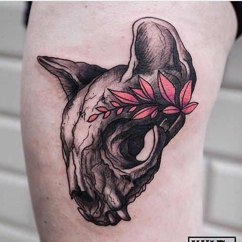 Кот или кошка