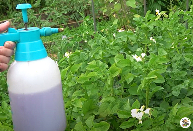 Опрыскивание картофеля против жуков