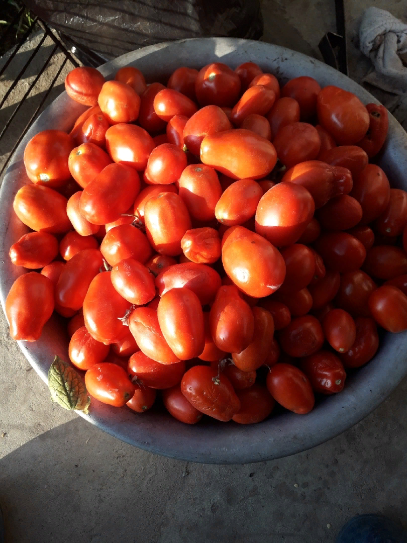 Чем и как я обрабатываю помидоры для обильного урожая и вкусных плодов