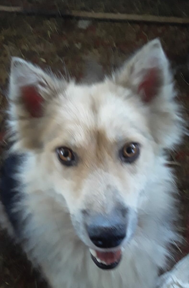 Нашему приюту нужна ВАША помощь ���Для одного сытого дня наших хвостиков нам нужно 15 мешков по 35 кг геркулеса стоит 1150 - это 17250 тыс рублей, сухой корм 20 мешков стоит 120 рублей -это 2400 тыс рублей, комбикорм 20 мешков стоит 535 рублей- это 10700 тыс рублей , в приюте есть взрослые собаки, собаки-инвалиды и щенки для каждого из них по разным причинам нужно другое питание , для которых мы берем гречку которая стоит 3700 за мешок , мешок риса 10 кг за 670 рублей и мешок лапшы 10 кг за 430 рублей , почки на 2000 тыс рублей, для щенков и кошек берем 20 литров молока - это 1000 рублей, рыбка для кошек 1000 рублей, сухой корм его мы покупаем мешком 15 кг на неделю стоймость 2500 тыс рублей . Так же есть и другие нужды оплата электроэнергии летом около 3000 рублей месяц , зимой 8000 тысяч месяц ,два раза в неделю нам привозят свиные головы со свинокомплекса 9000 тыс рублей в неделю , вода в маленький приют 2000 рублей в приют, лекарства каждый день около 2000 тыс рублей , вывоз мусора вывоз в месяц 20 тыс. рублей за три машины , дрова раз в две недели 6000 тыс рублей и один раз в месяц в маленький приют , хоз.нужды для уборки вольеров мешки и средства для уборки домика в месяц около 10000 тыс рублей - это наши траты постоянные ...Мы просим ВАШЕЙ помощи , просто больше не остаётся ничего делать. Реквизиты для помощи :Внимание новая карта сбербанка 5469380093233996 на имя Валерии Дмитриевны Ц ( моб банк 89775923630) ЯК-410018617087444
Киви кошелек +79775923630. PayPal- lera-zar-mos@yandex.ru . карта Альфа банк 5559 4931 5400 0401
карта TINKOFF 5536 9138 5173 2681 

Если вы из Улан-Удэ Вы всегда можете к нам приехать и привезти Вашу помощь ( к сожалению забирать сами мы не можем ,у приюта нет своей машины )

Нам всегда необходимо : ПОЛНЫЙ СПИСОК

1) Крупа ( гречка и Геркулес ) рис, вермишель

2) Сухой корм китекат

3) Влажный корм китекат / Молоко / хлеб/ сухари

4) Лекарство ЦИКЛОФЕРОН ( противовирусное) раствор в ампулах ,одноразовые впитывающие пеленки

5) Б/У кастрюли, тазы, миски, ведра для воды и еды нашим хвостикам 6) Хоз.средства (средства для мытья пола ,порошок обычный любой ,чистящие средства, хлорированные средства, резиновые перчатки ,строительные мешки )

7) Б/у пледы, одеяла, простыни, большие тряпки, ковры, половики, подушки, матрасы.

8) Гвозди, доски, сетка, цемент для строительства или починки вольеров,будки б/у и новые, молотки, лопаты, швабры, веники, совки, грабли  .

Вся информация и новости о приюте в Инстаграмме @vozrozhdenie03 https://www.instagram.com/vozrozhdenie03/

Выписки, чеки в группе Фейсбуке и новости https://www.facebook.com/groups/1753096004835678  МЫ ПРОСИМ ВАШЕЙ ПОМОЩИ И БЛАГОДАРИМ КАЖДОГО КТО НАМ ПОМОГАЕТ ♥️