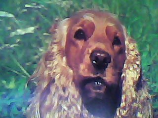 Таким наш Дэни был в 2015 году.