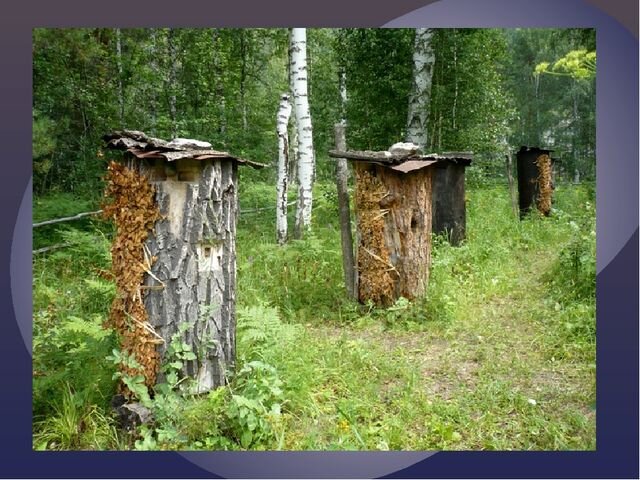 бортевая  пасека  любителя  пчеловода