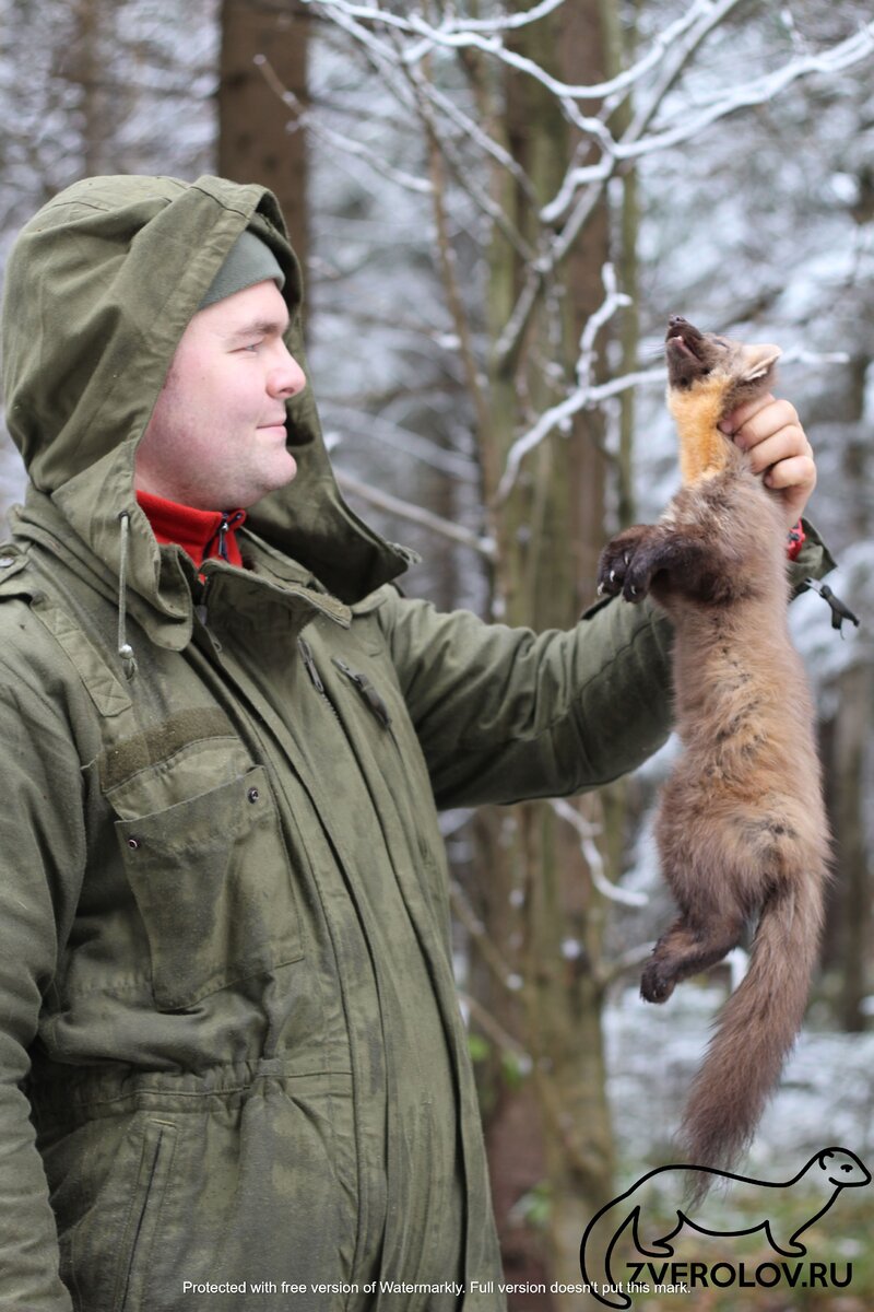 Желтодушка красивый зверь с носким теплым мехом.