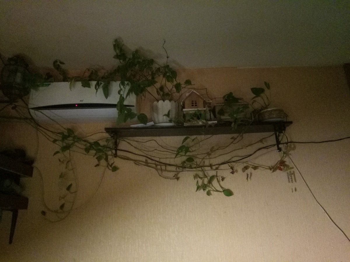 Любимое место моих собак в жаркую погоду. 