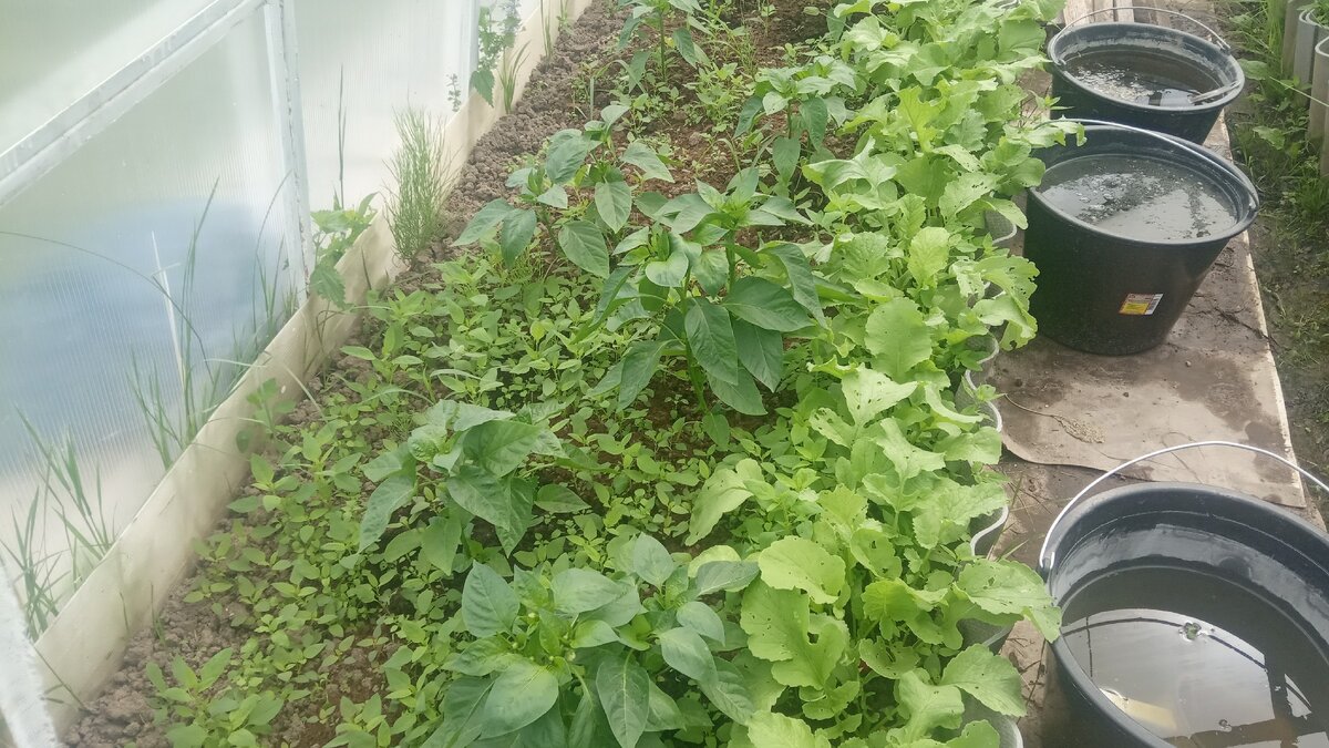 А вот так было до прополки