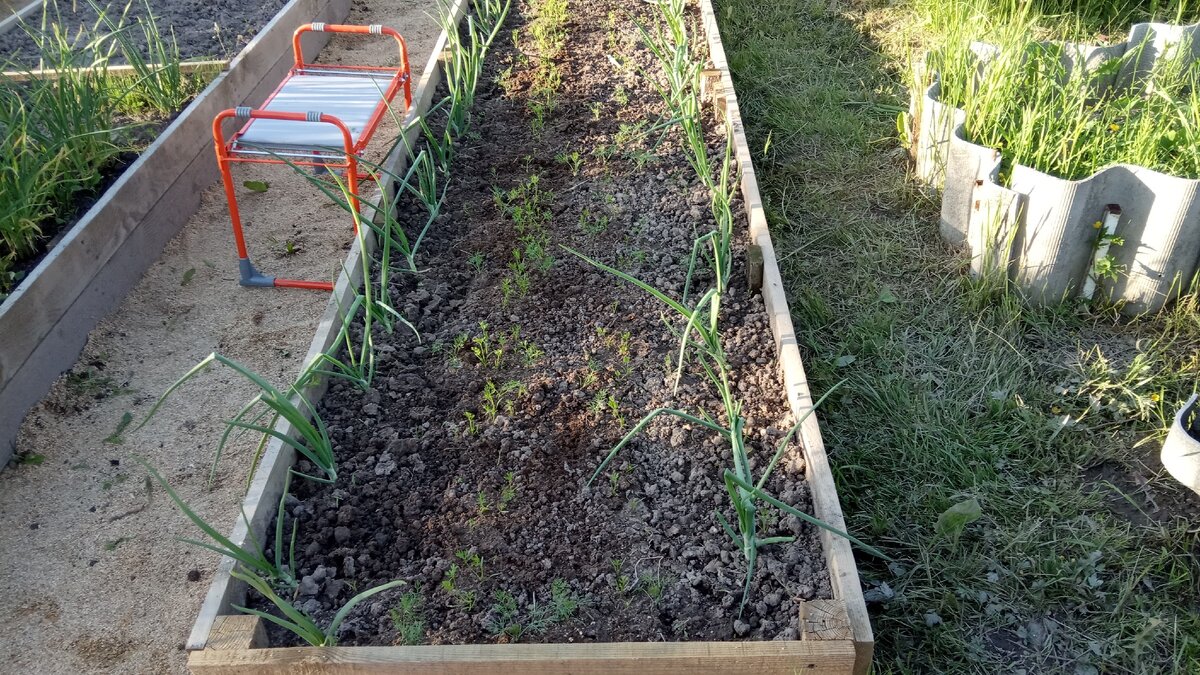 Пропалывала морковь сидя - очень удобно. Листайте галерею