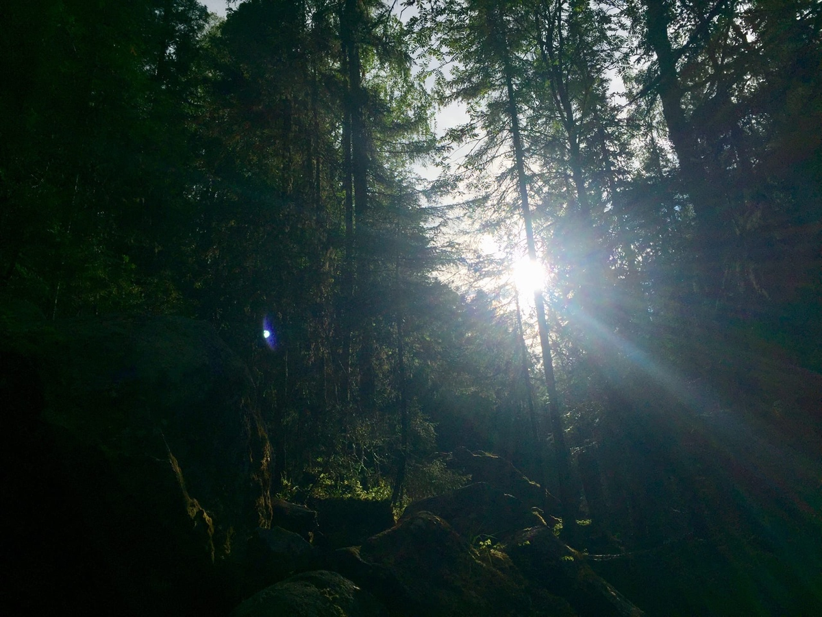 Утро в сосновом лесу