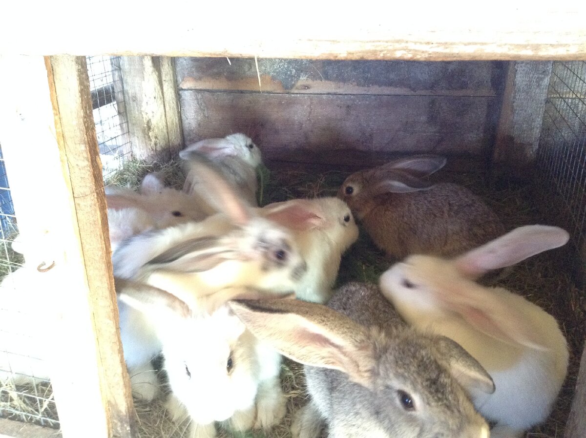 младшие крольчата