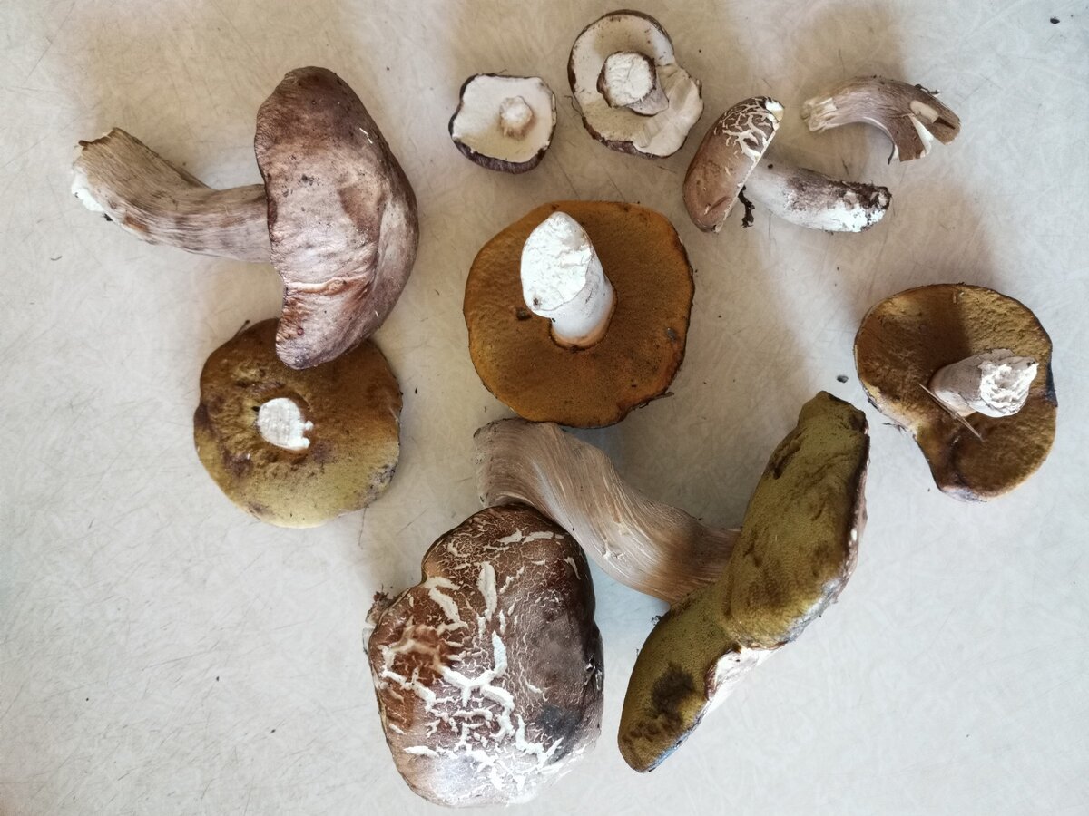 Белые дубовые грибы 