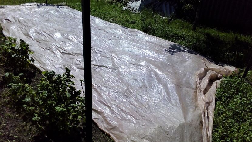 Под пленкой сорняки сгорают от высокой температуры. Фото автора